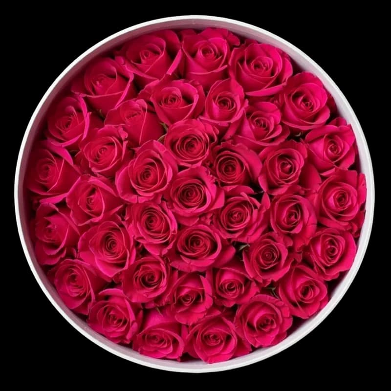 Rosas Magenta
